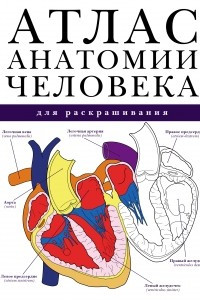Книга Тело человека. Анатомический атлас для раскрашивания