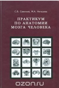 Книга Практикум по анатомии мозга человека